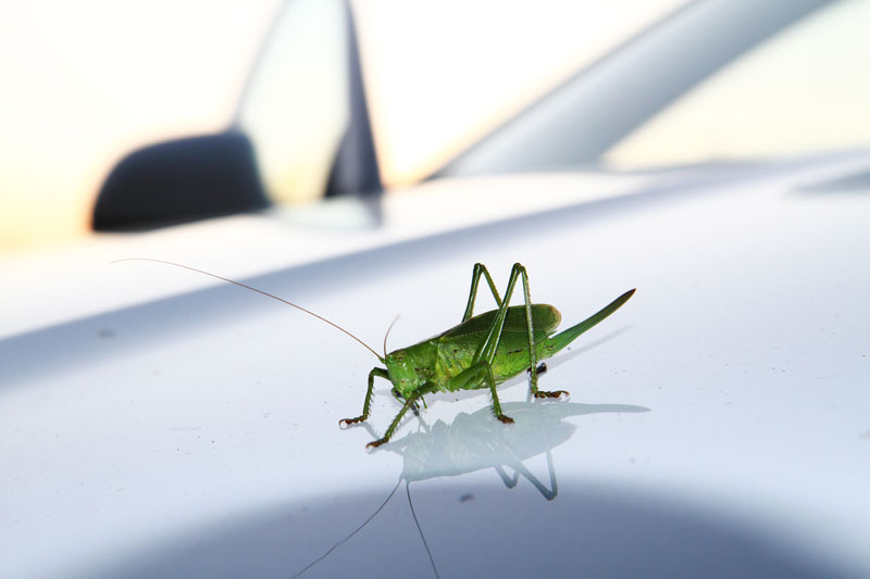 How to Clean Bugs off Car Windshield?